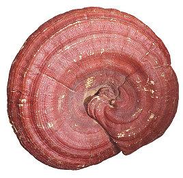 PS5国行版深灰迷彩手柄＆主机外壳 今日发售